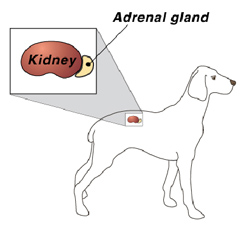 diagram showing kidney location in dog