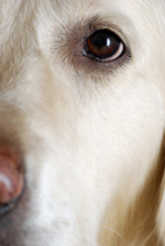 close-up of the eye of a retriever dog