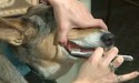 dog having its teeth brushed