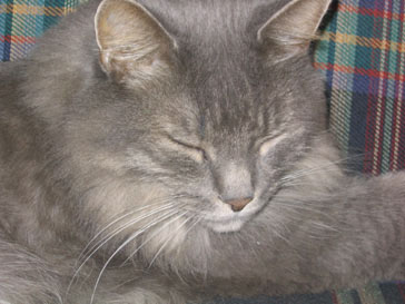 sleeping grey cat