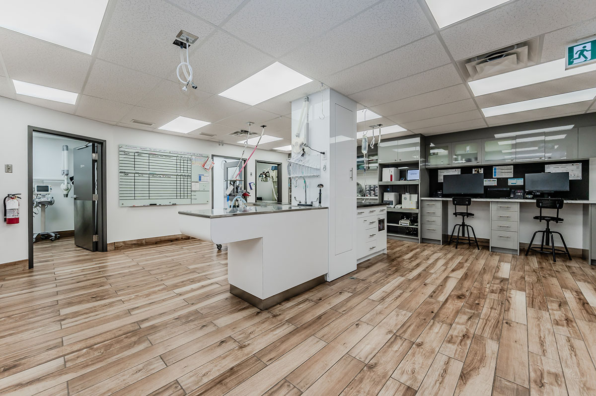 Treatment area at Parkdale Animal Hospital