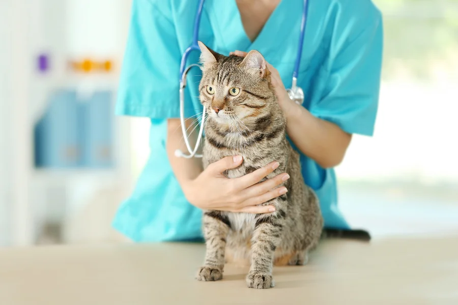 A veterinarian in scrubs examining a tabby cat on an exam table.