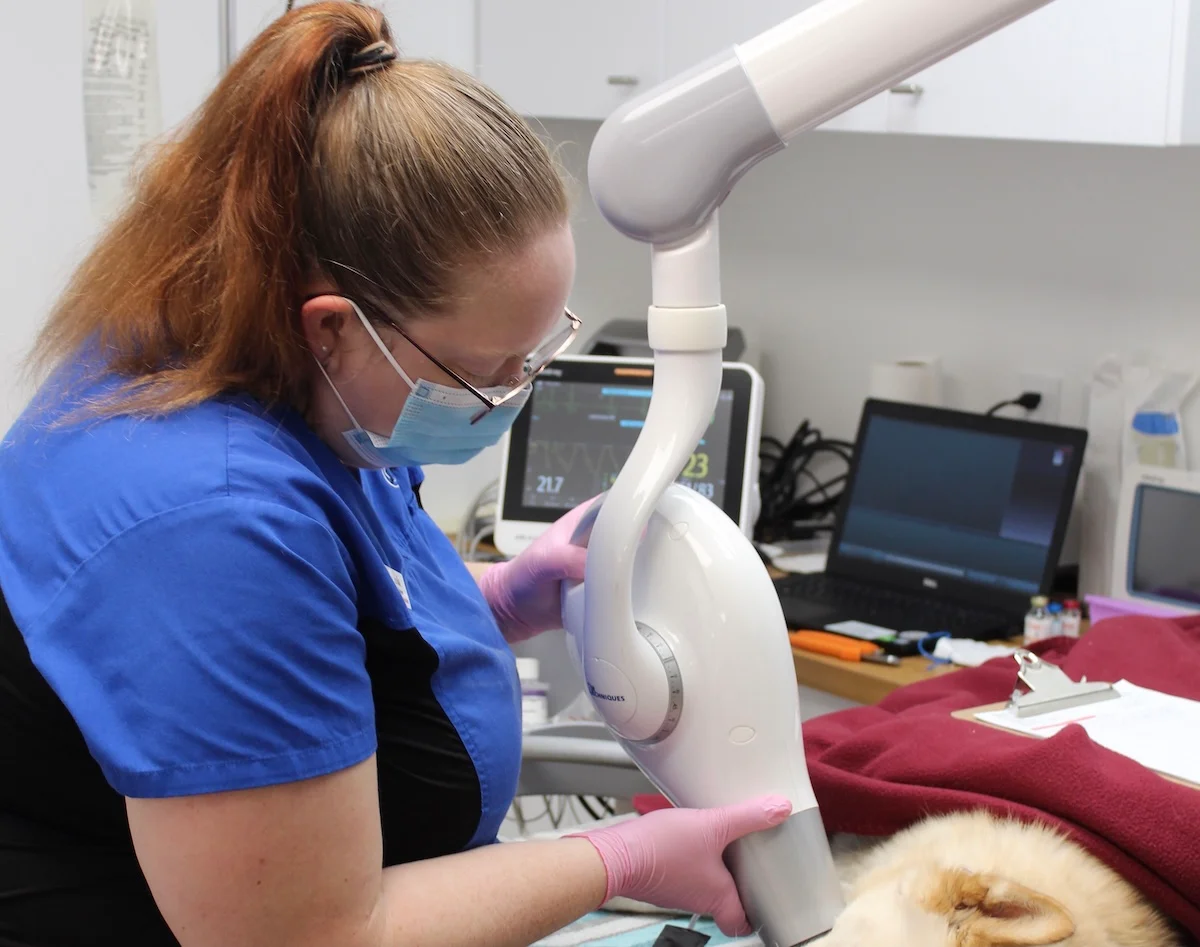 A veterinary technician in a mask and gloves positioning an X-ray machine over a sedated dog on an exam table.