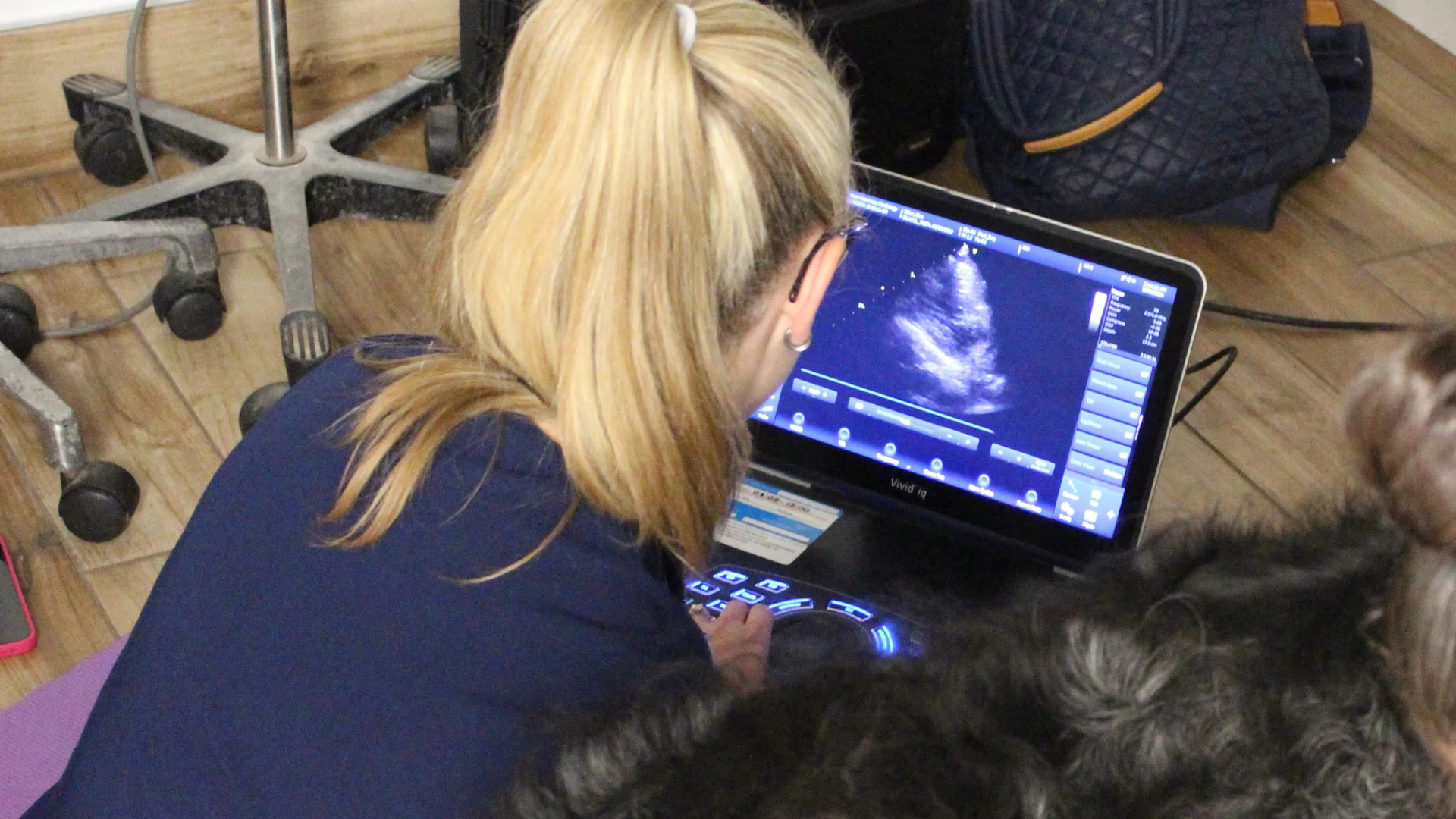 A veterinarian reviews an ultrasound image on a monitor during a pet cardiology consultation.