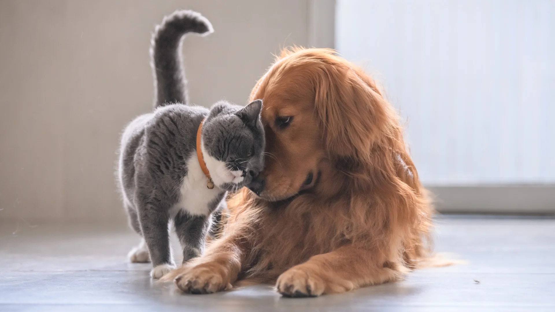 A gentle gray and white cat affectionately nuzzles a relaxed golden retriever, showing a close bond between the two animals.