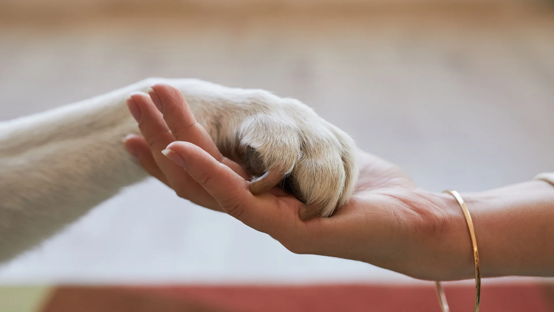 A gentle human hand is holding a dog’s paw, symbolizing trust and connection between pet and owner.