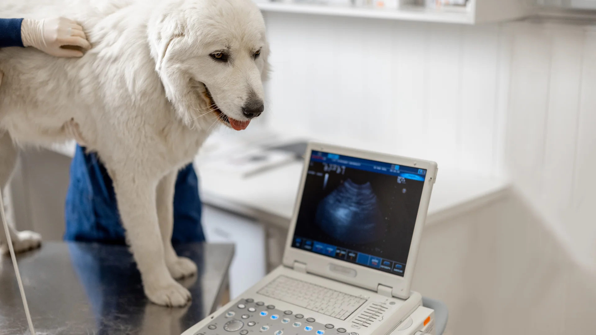 A large white dog stands on an examination table while a veterinary professional performs an ultrasound, with the ultrasound screen displaying the pet’s internal scan.