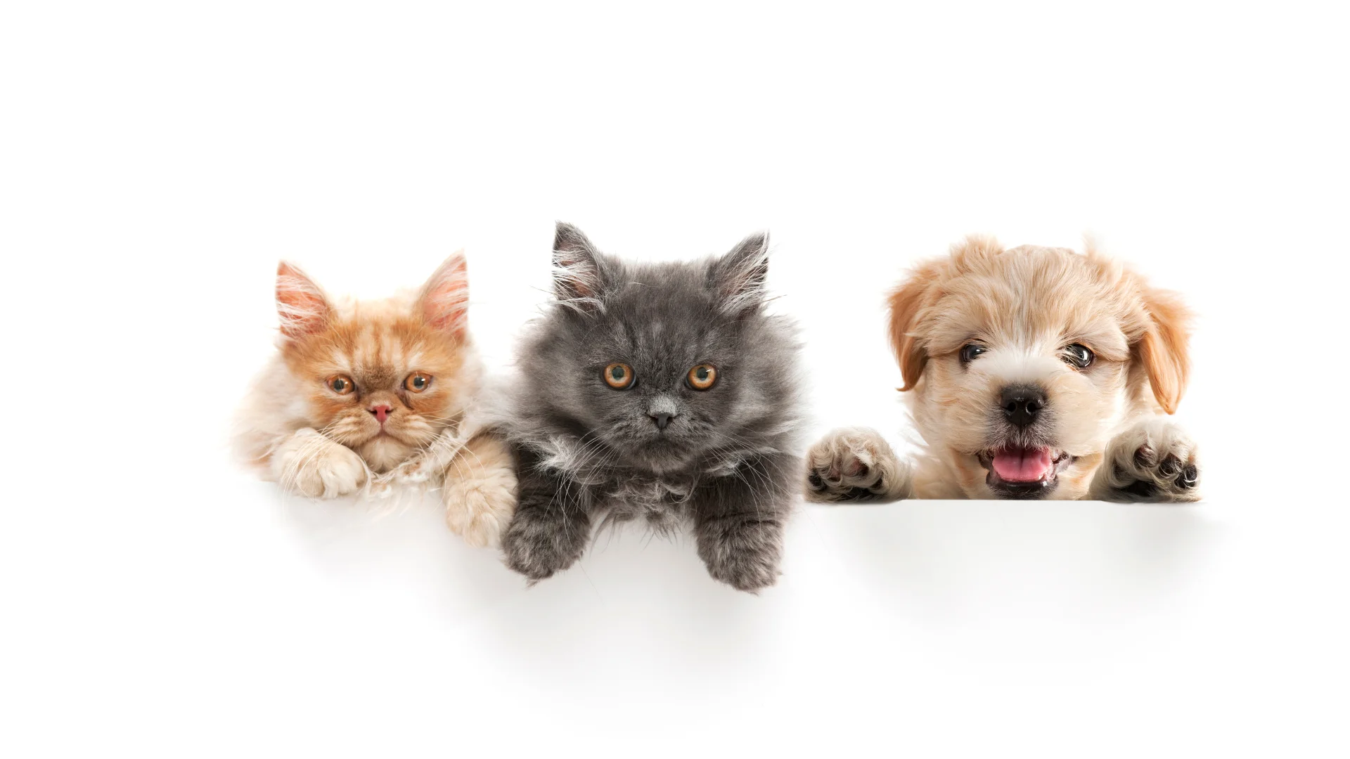 Three young pets—a ginger kitten, a fluffy gray kitten, and a tan puppy—peer over the edge against a white background, each with an adorable, curious expression.