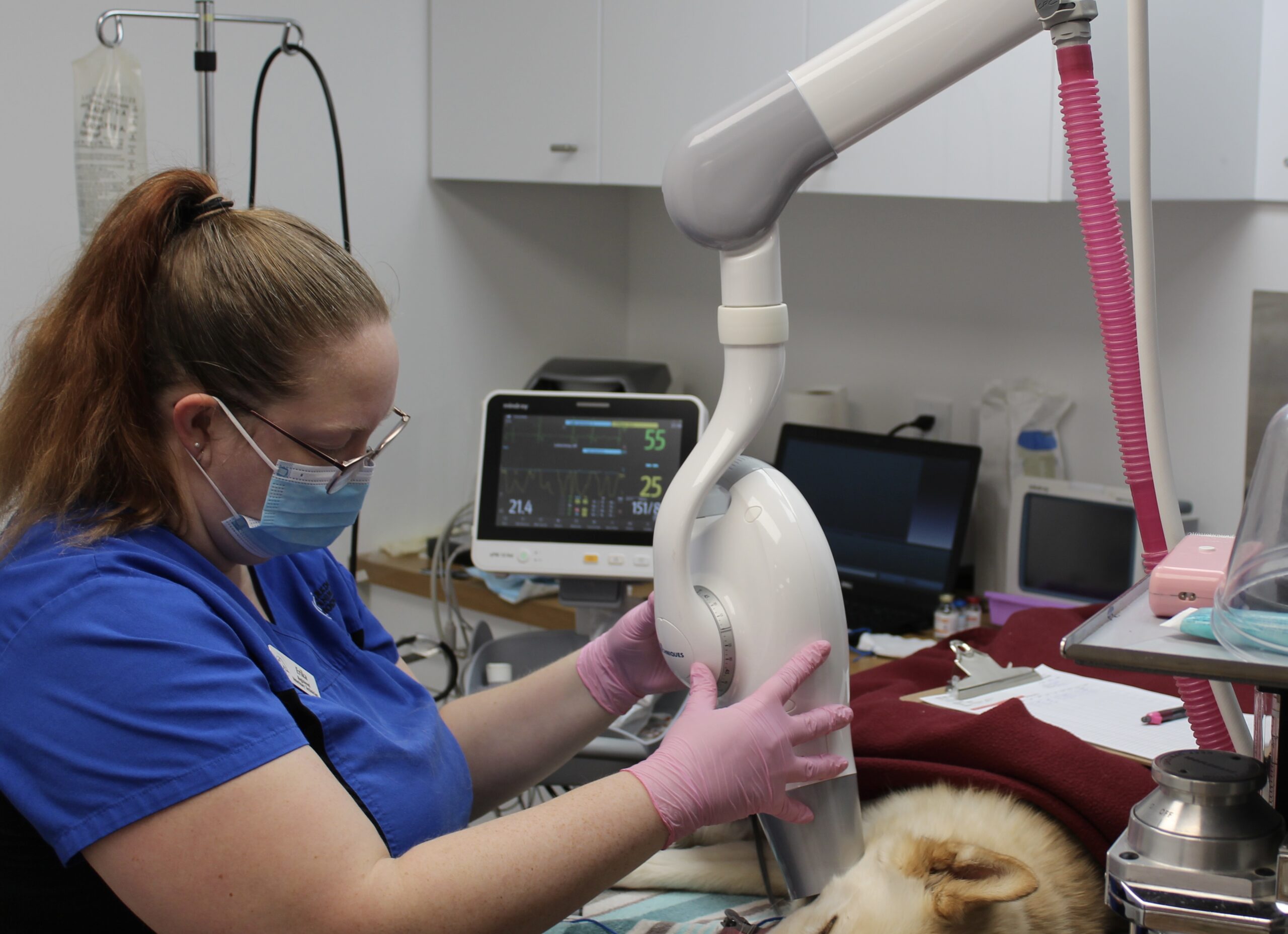 A veterinary technician in a mask and gloves positioning an X-ray machine over a sedated dog on an exam table.