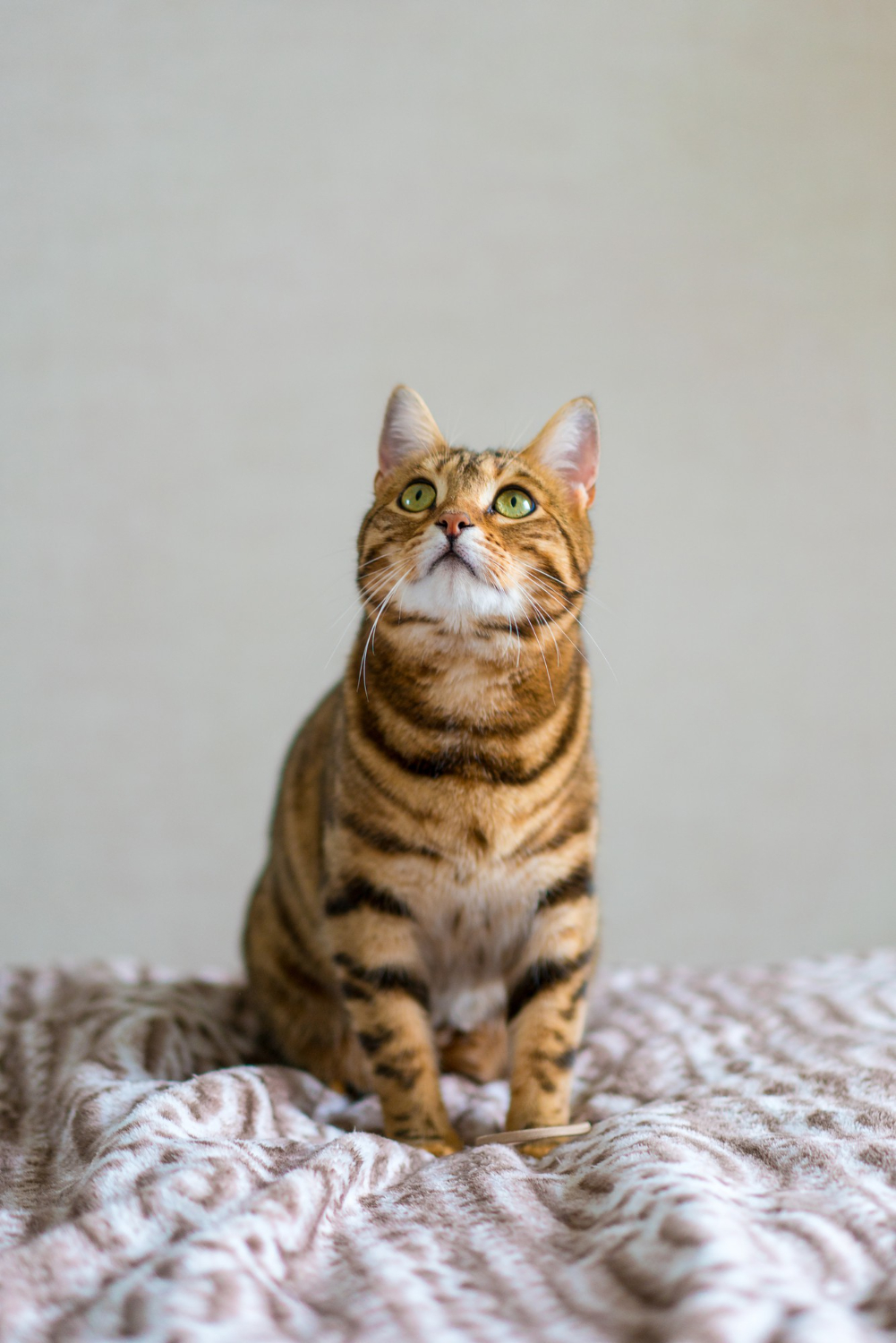cat sitting on the blanket