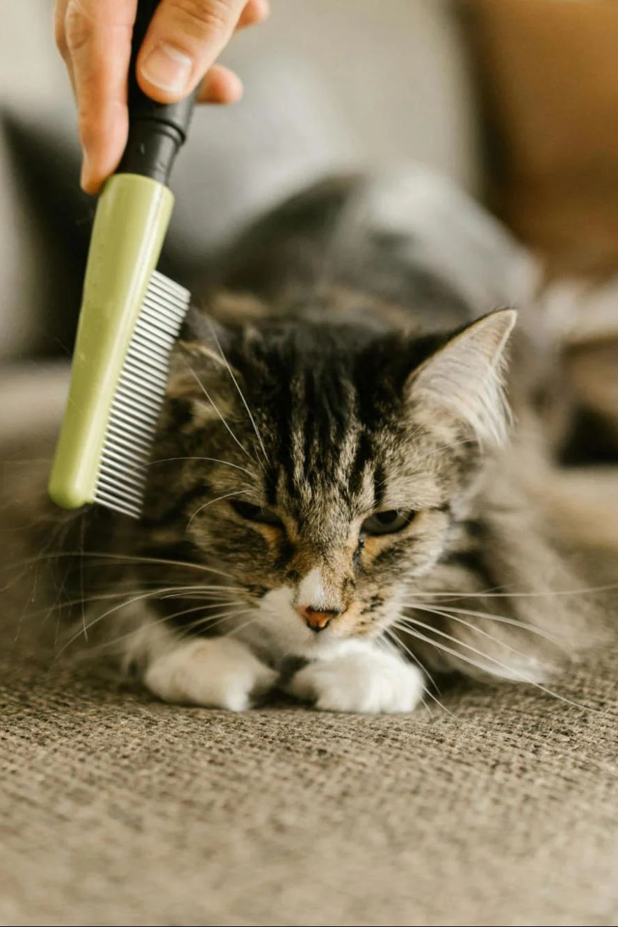 A cat getting brushed
