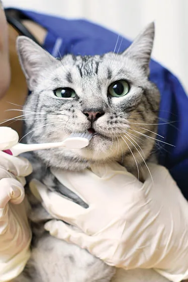 Cat Dental Care