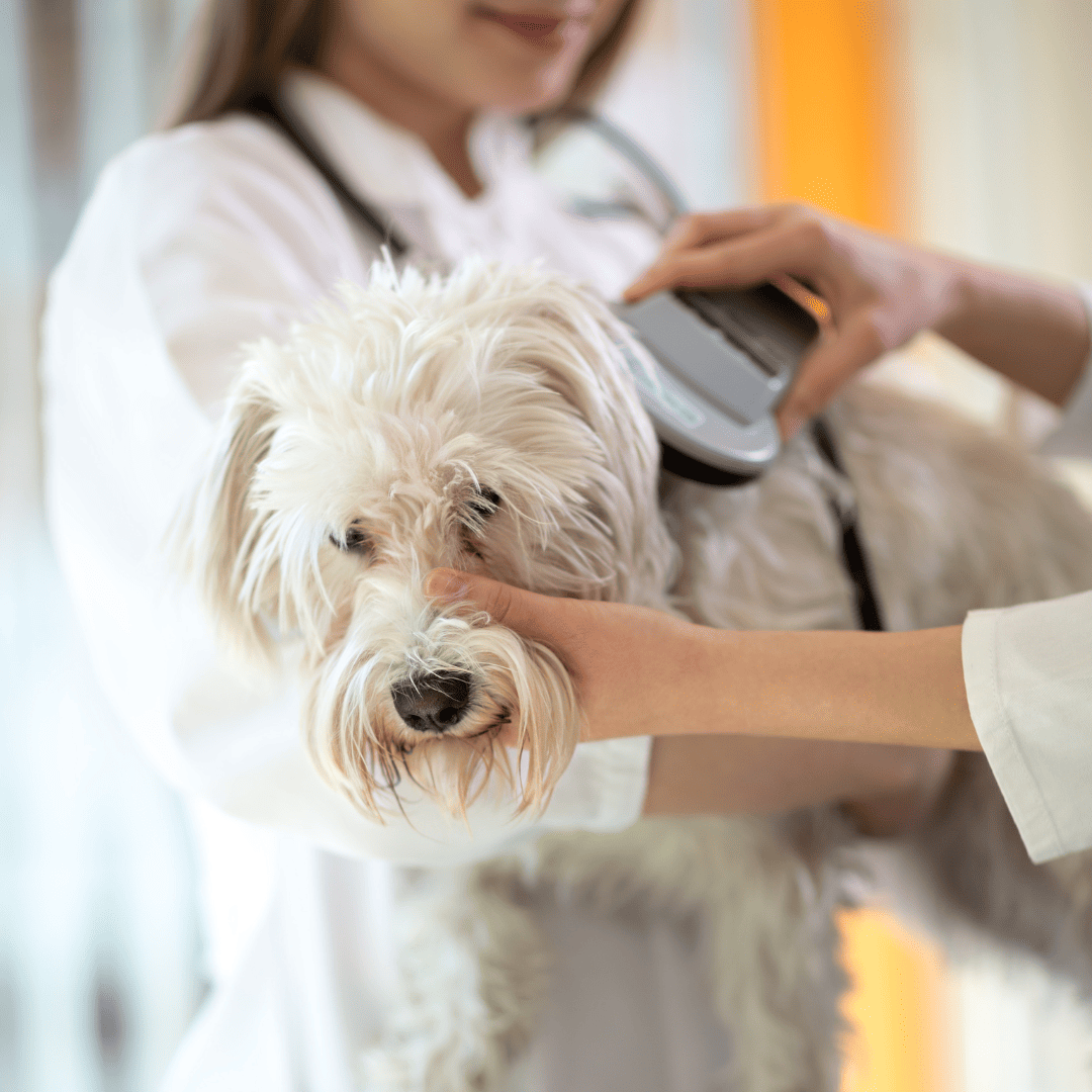 Dog being microchipped by Vets