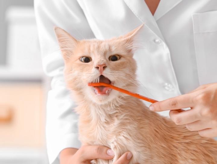 Feline Dental Care