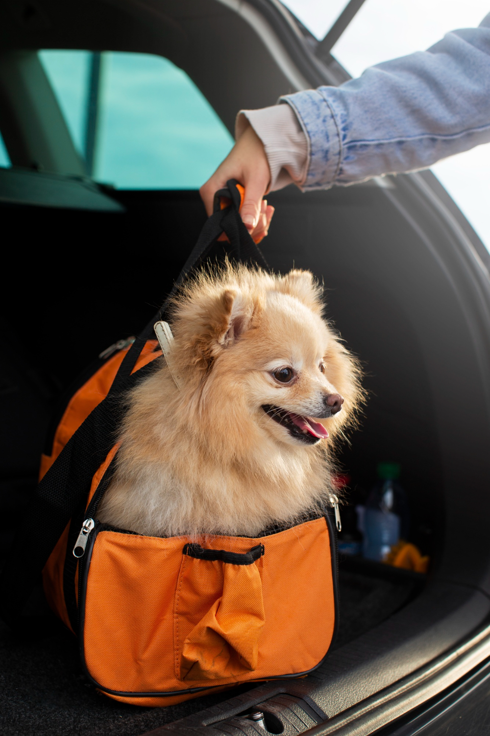 Hand holding bag with dog
