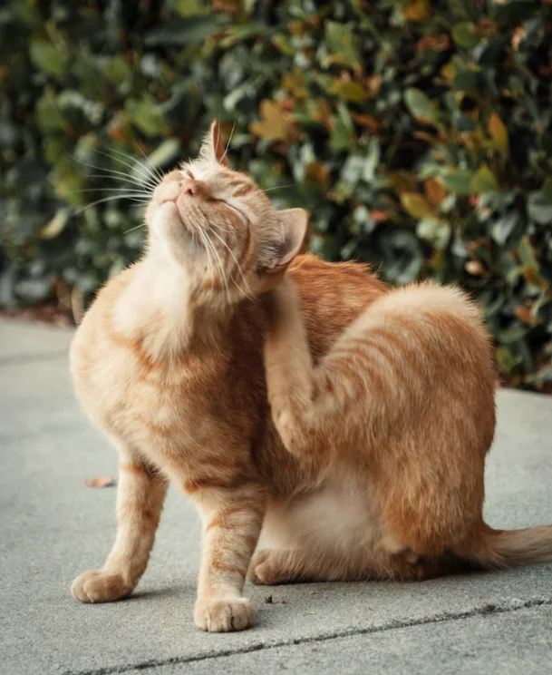 Orange tabby cat scratching its neck