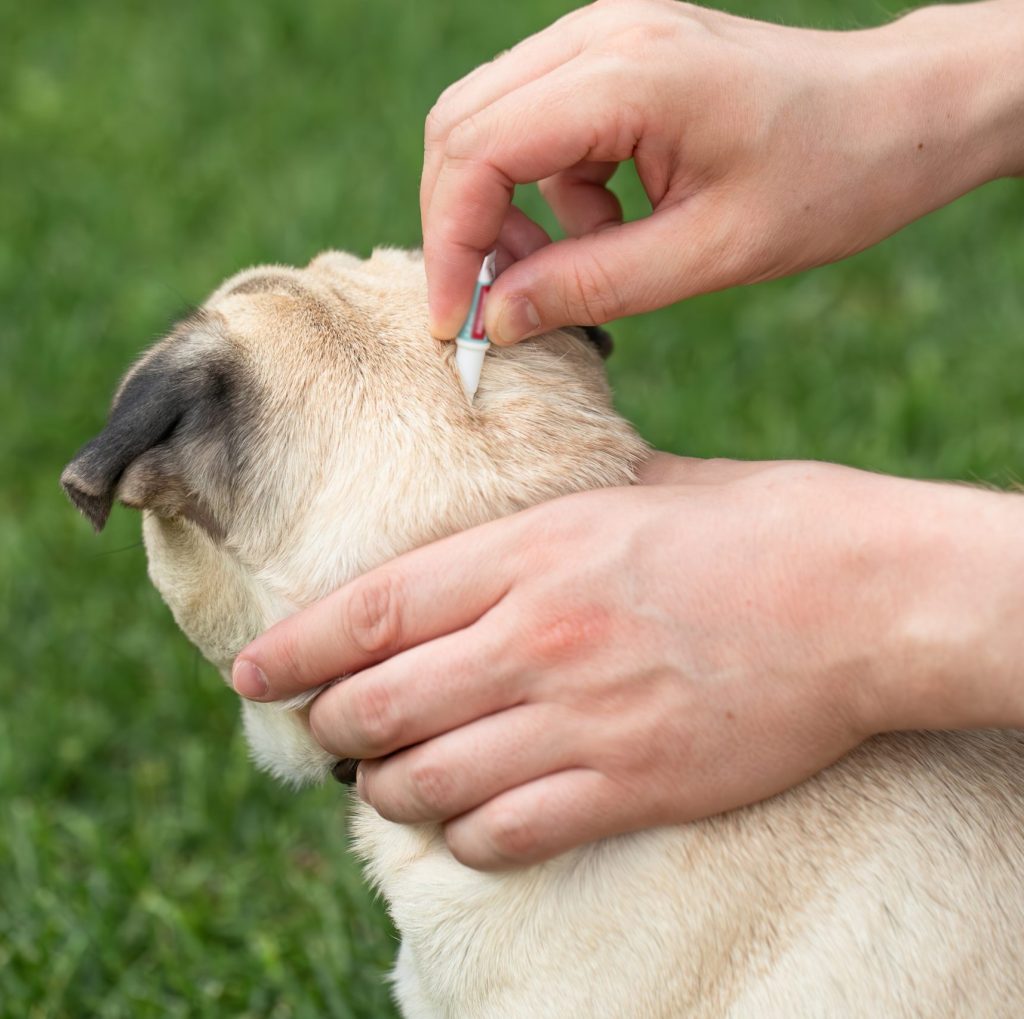 Person applying a topical treatment to a dog's neck