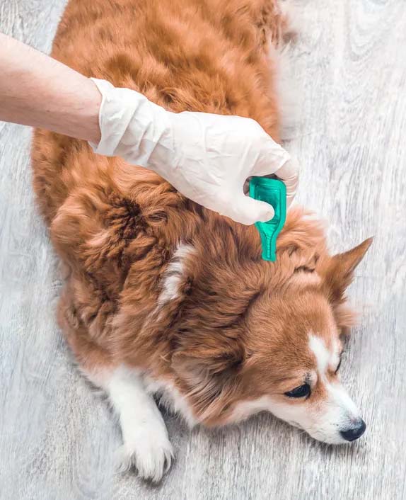 Person applying topical treatment to a lying dog on a floor