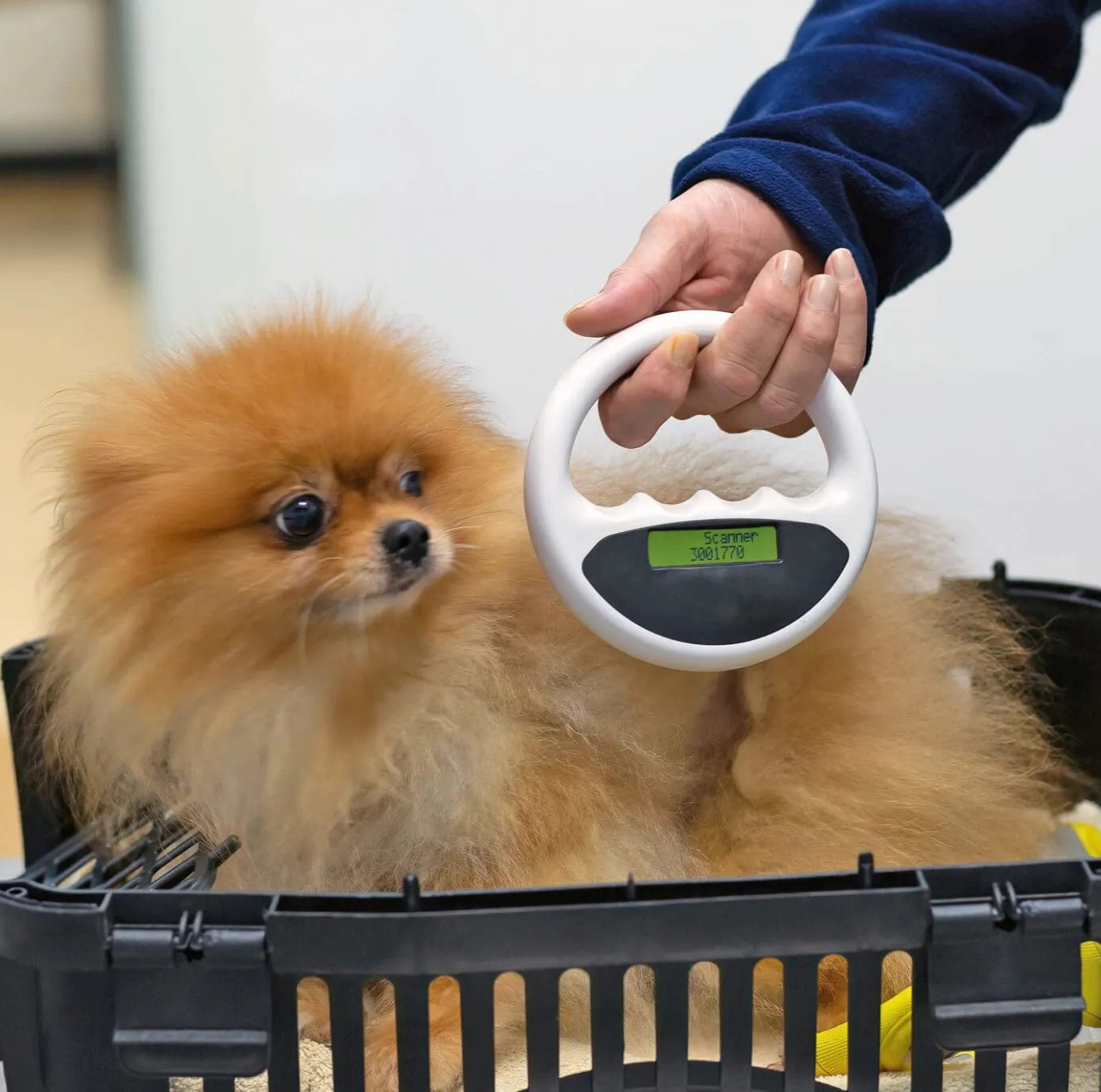 Pomeranian in a pet carrier being scanned with a handheld microchip scanner at a veterinary clinic