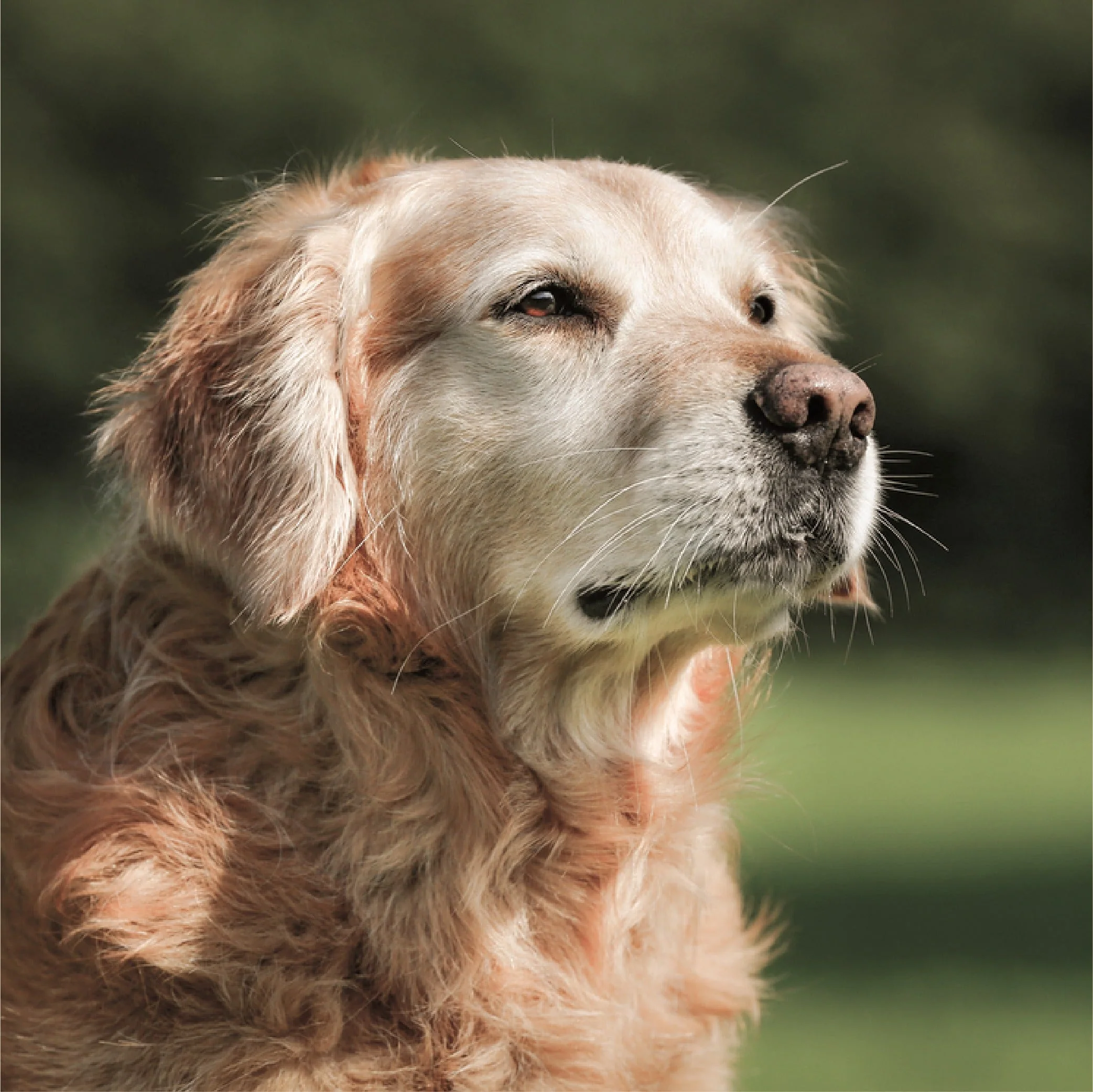 Senior Dog