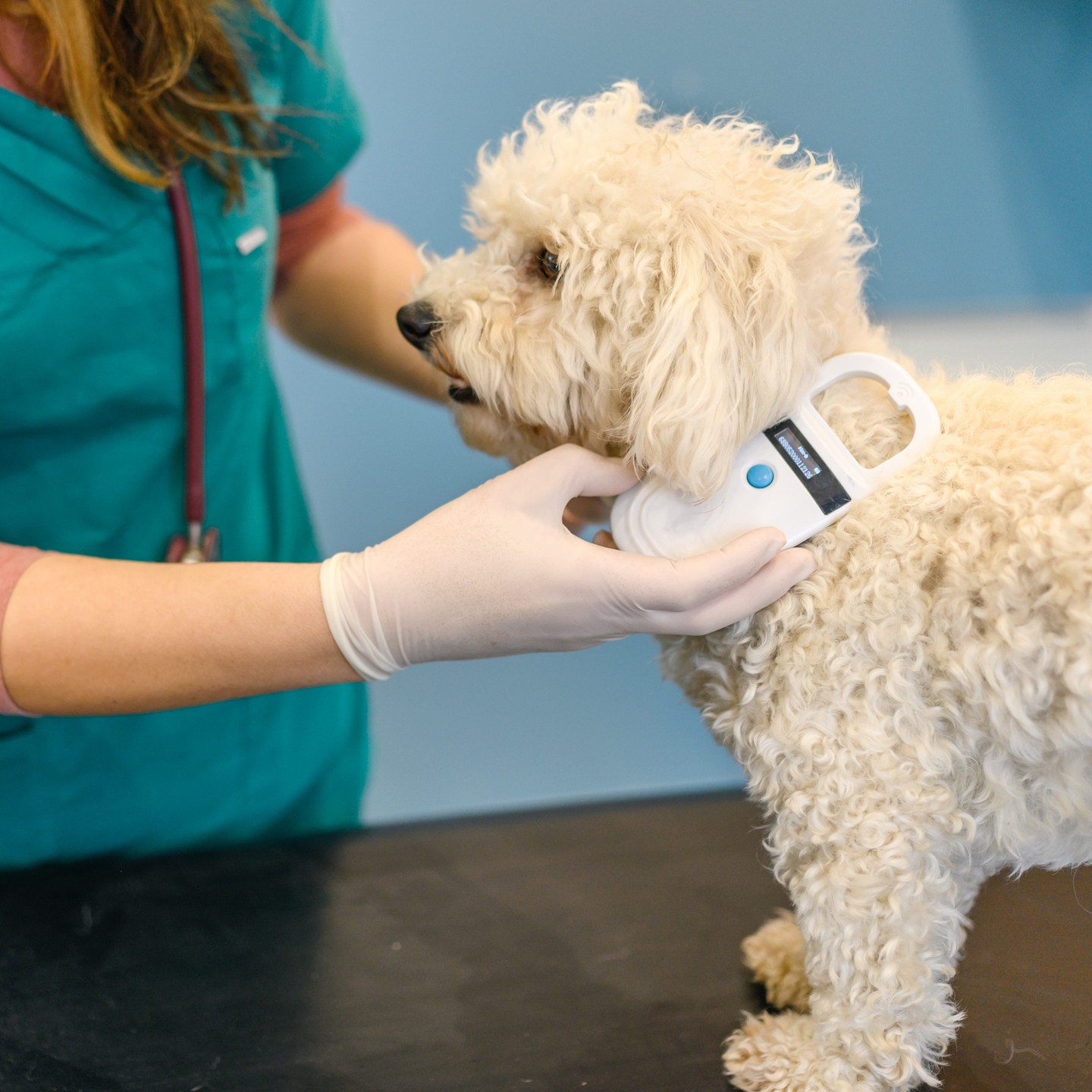 Vet scanning a dog with a handheld microchip scanner