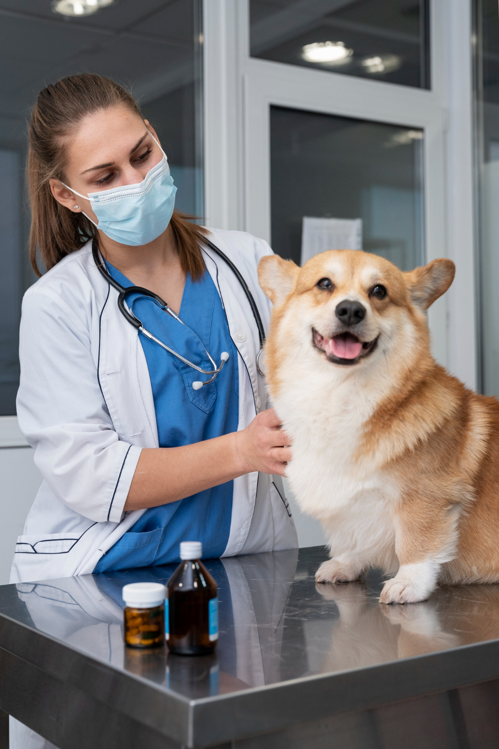 Veterinarian examining a Corgi during a routine checkup