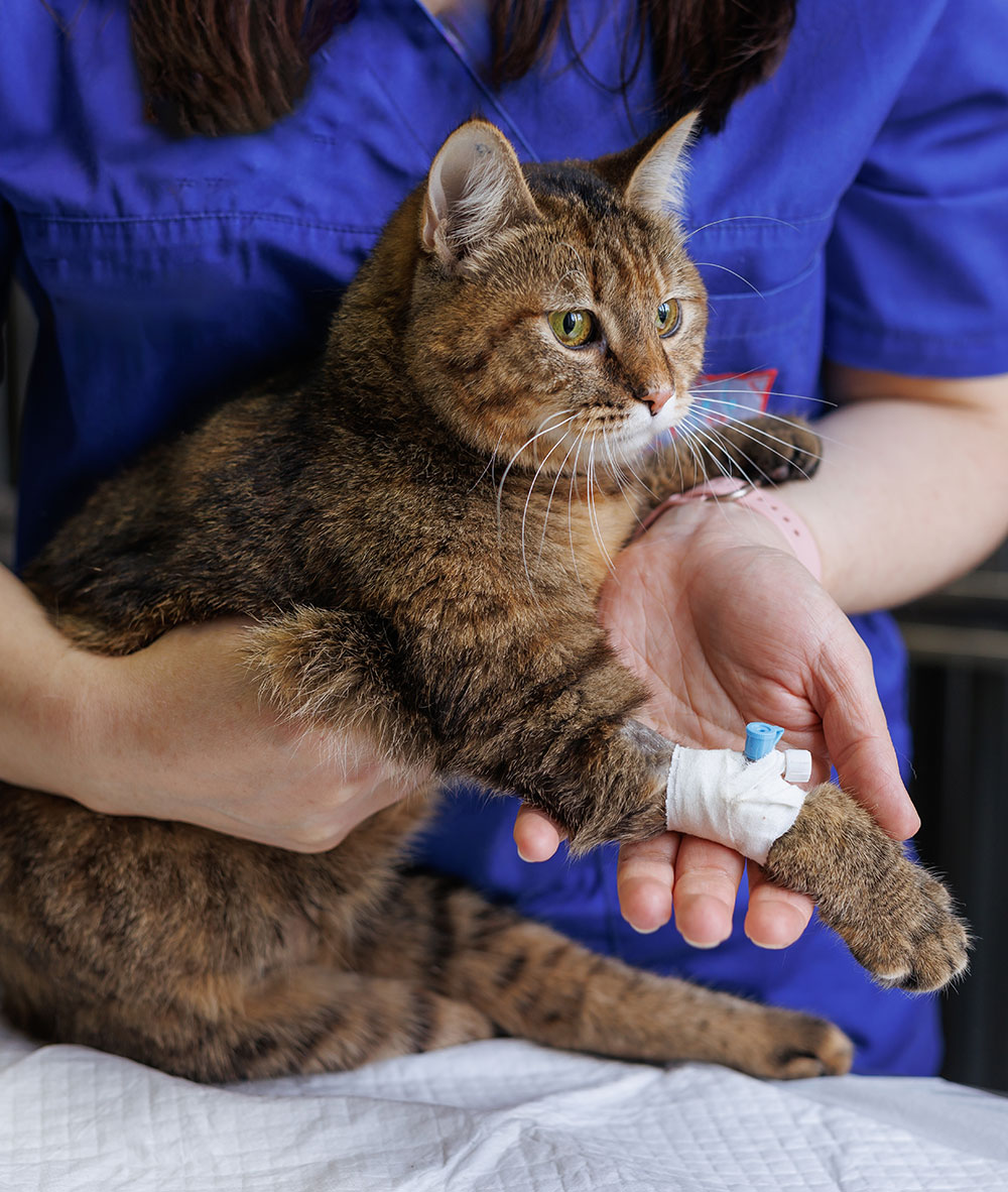 Veterinarian holding a cat with an IV bandage on its front leg