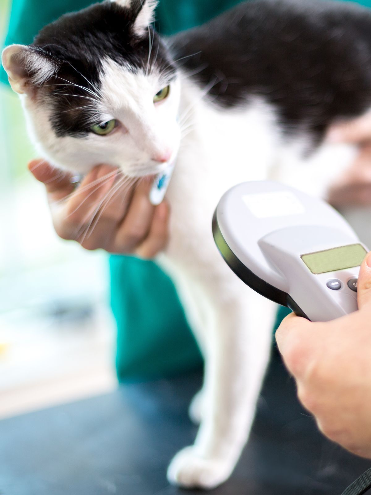 a cat being scanned with a microchip reader