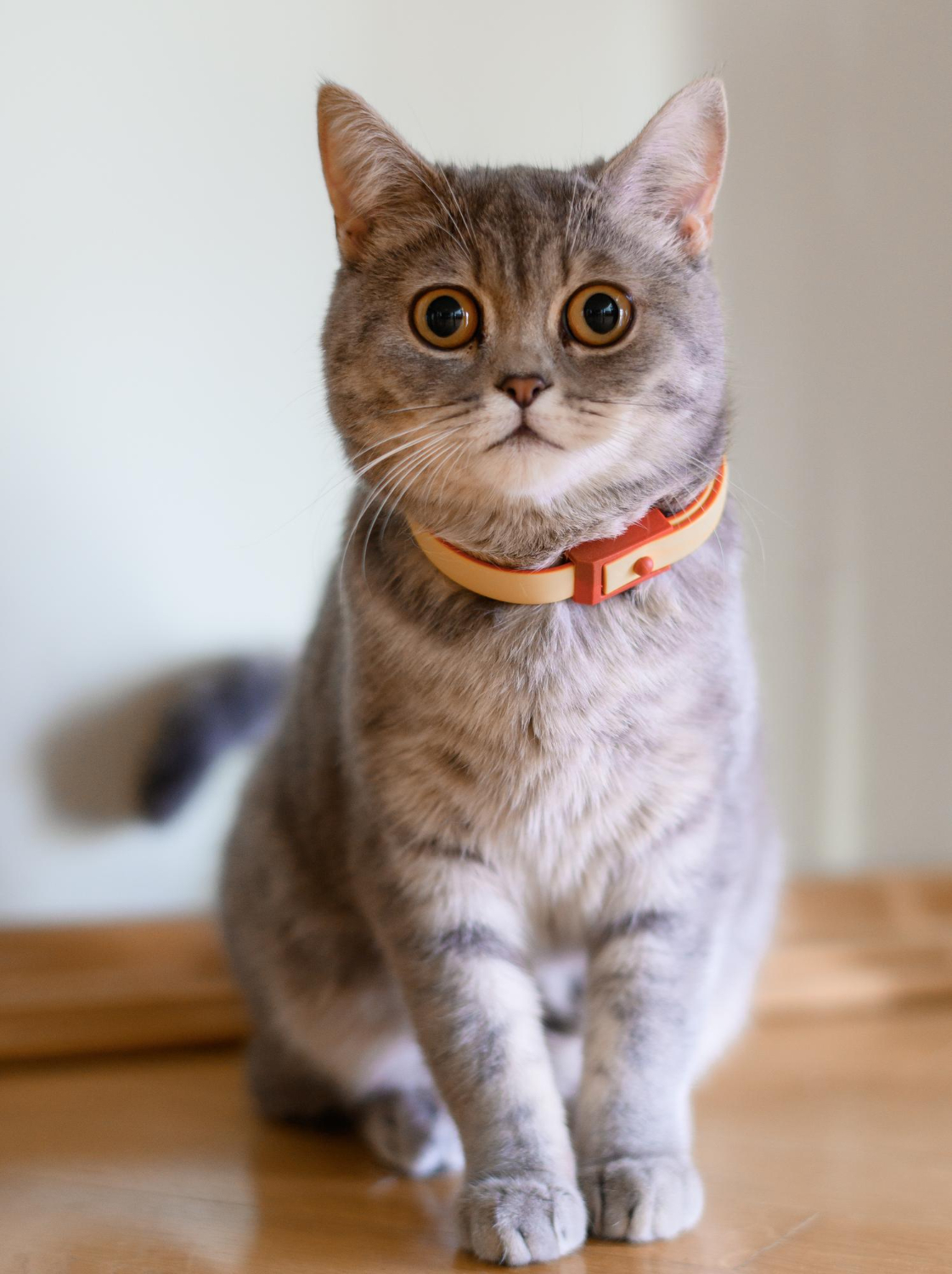 a cat standing on the desk