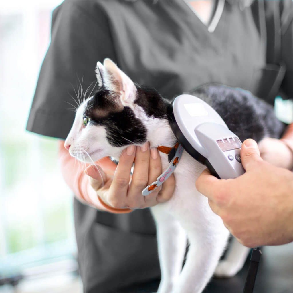 a cat standing still as a microchip scanner is waved over their shoulder blades
