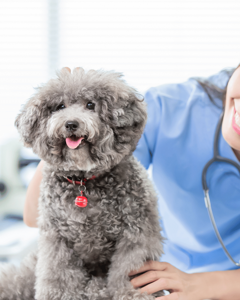 a dog being examined by a vet