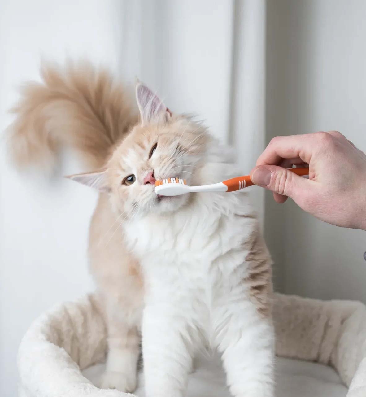 a person gently brushes its teeth with a toothbrush