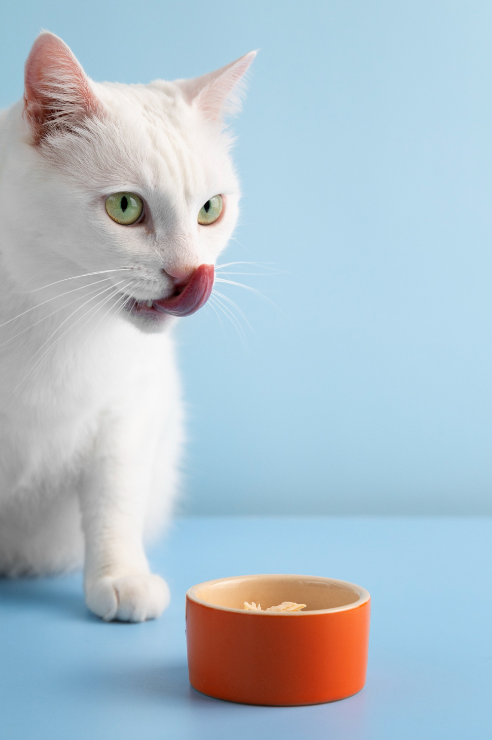 adorable pet eating