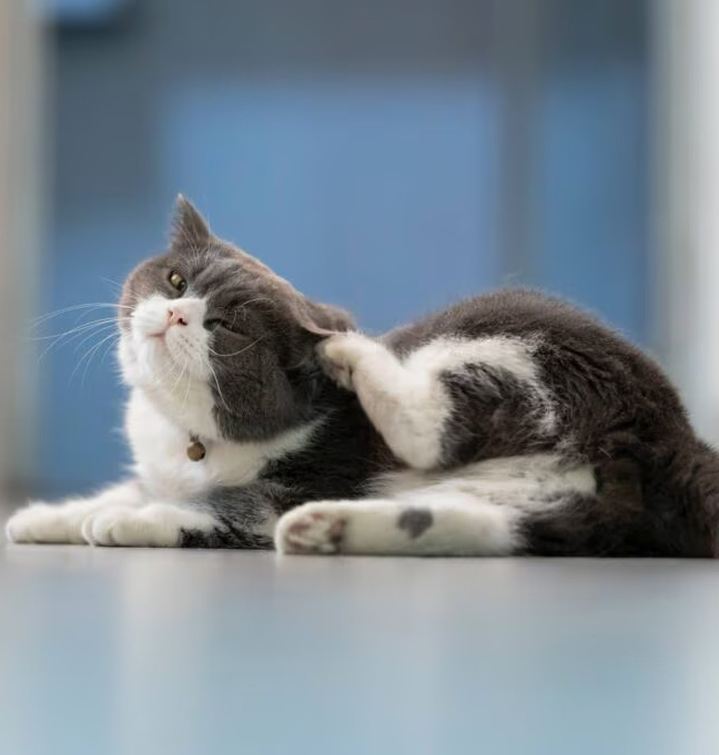black and white cat scratching themselves
