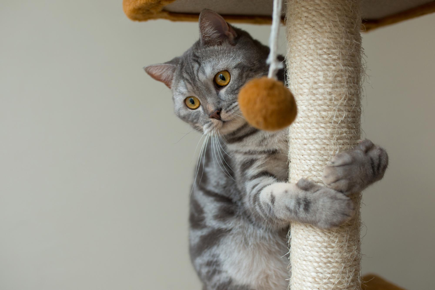 cat clinging to a sisal-wrapped scratching pom-pom toy