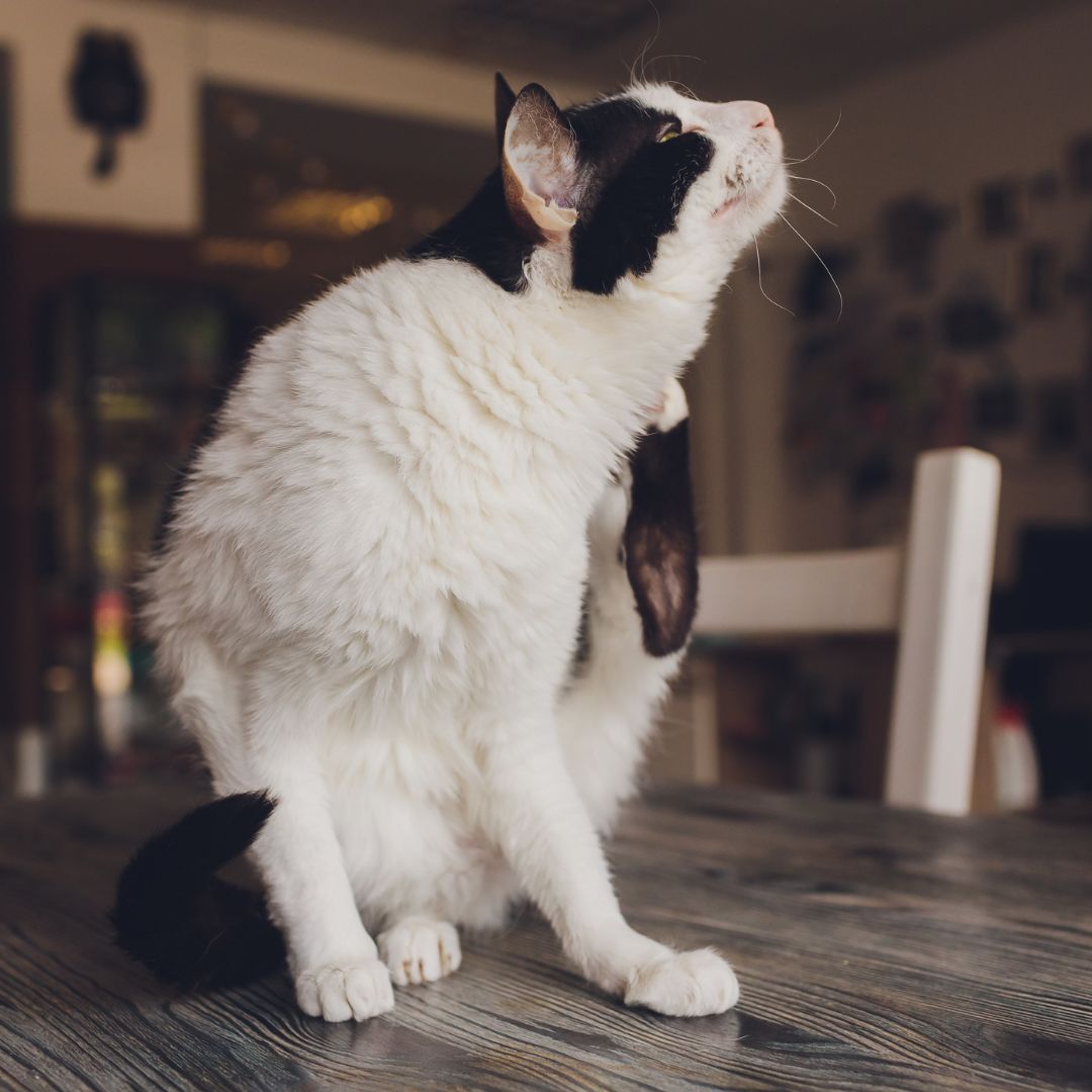 cat dermatology