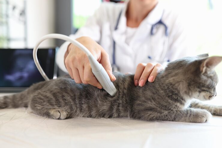 cat during ultrasound