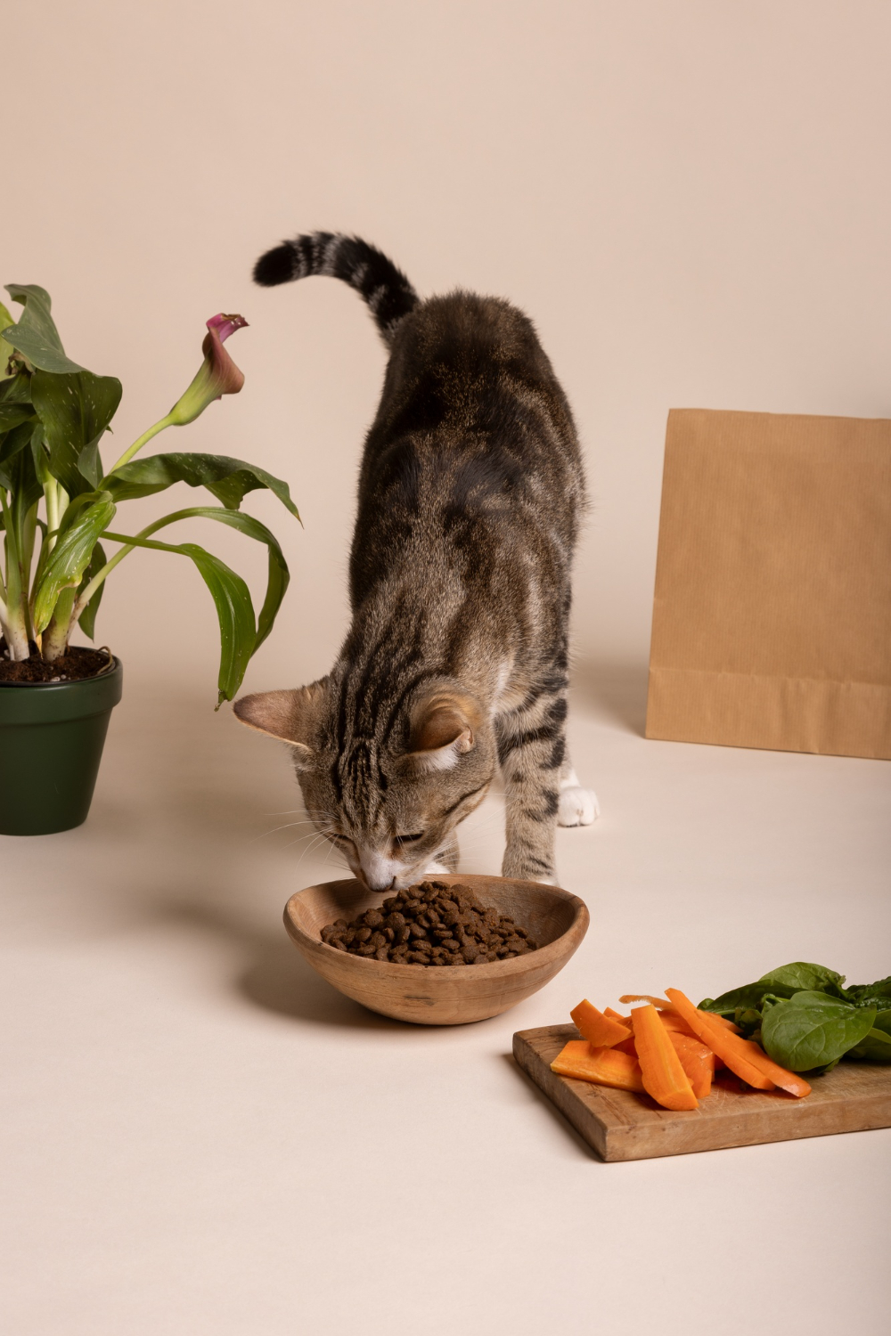 cat eating food from a bowl