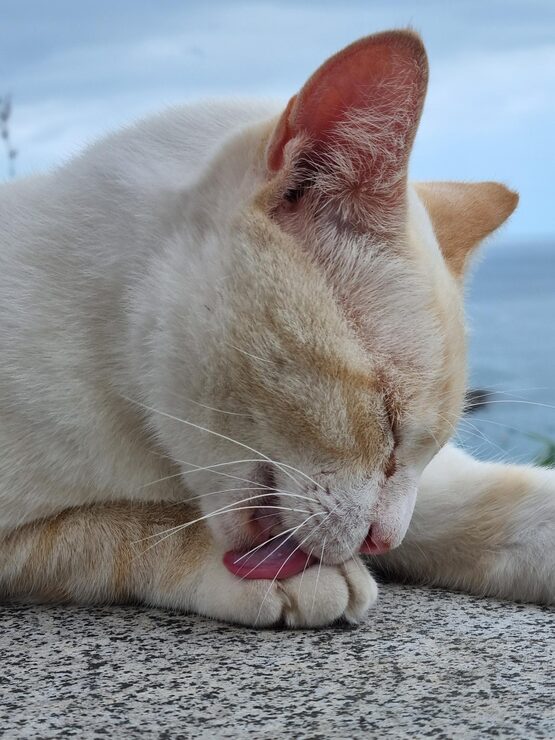 cat licking a own paw