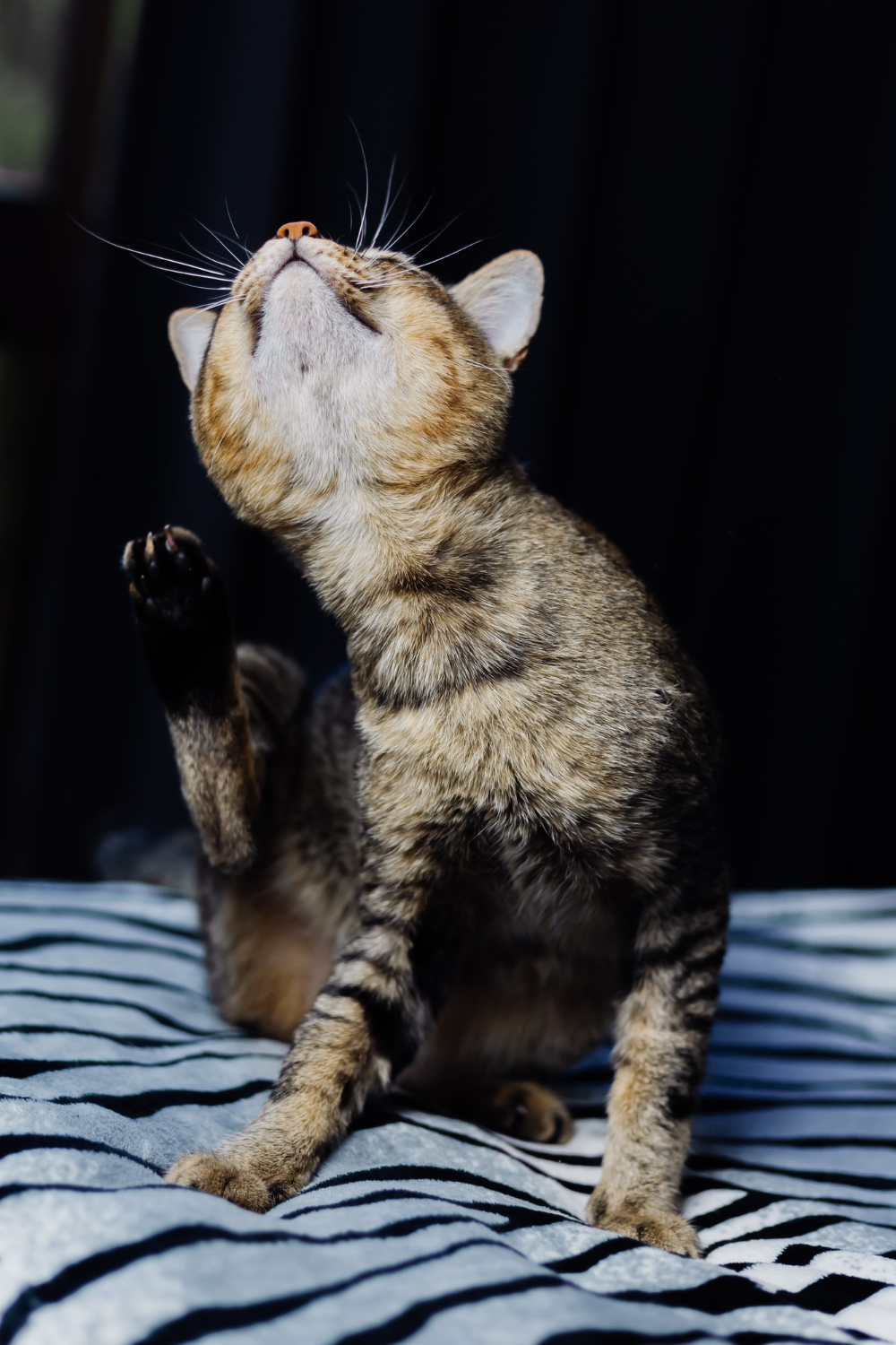 cat relaxing on blanket