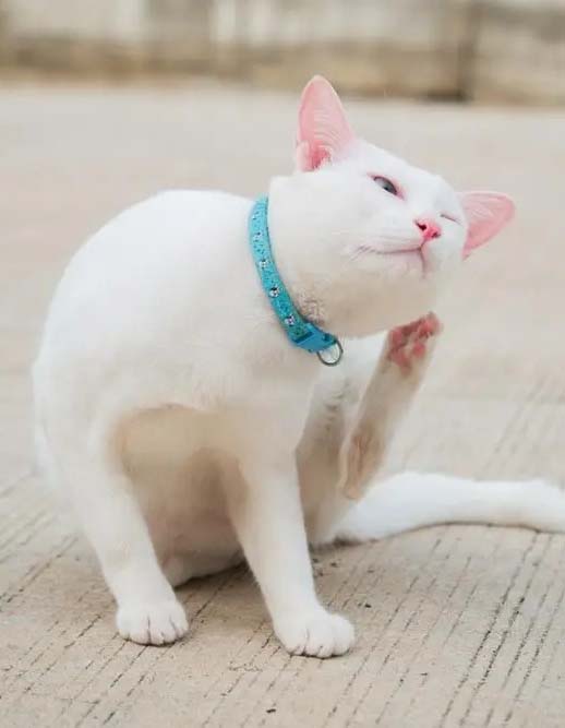 cat scratching its ear