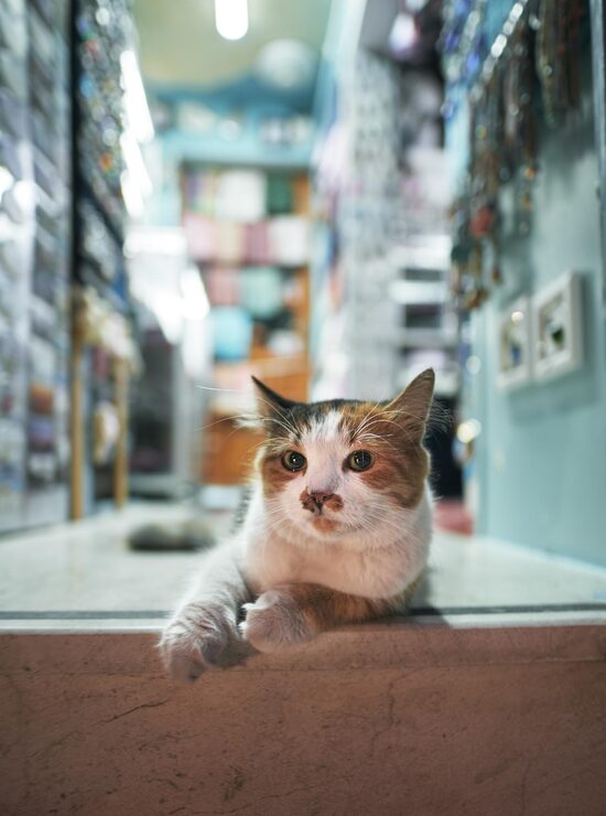 cat sitting in the medicine shop