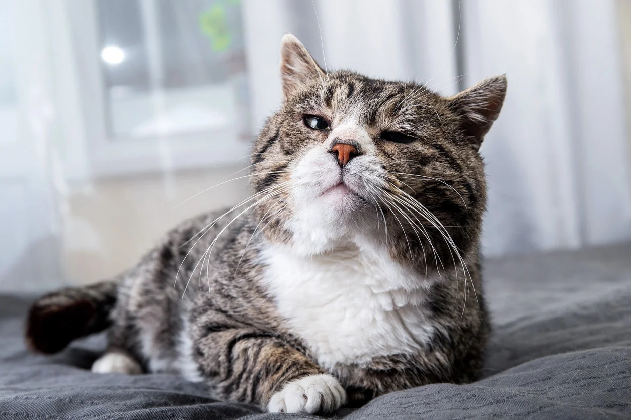 cat sitting on the blanket