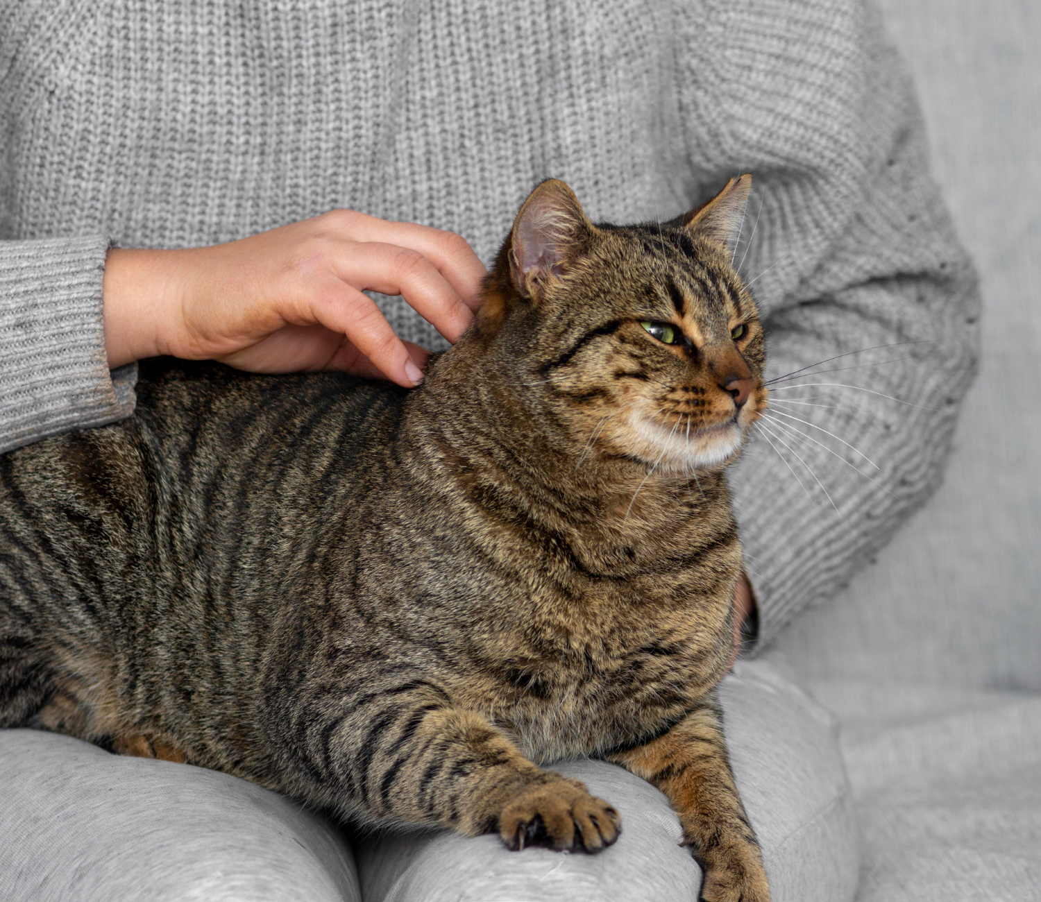cat sitting on the person