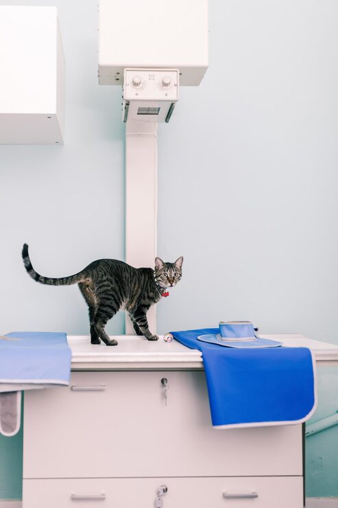 cat sitting on the white table