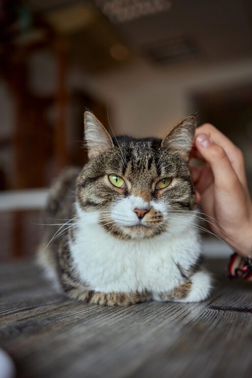 cat sitting on wooden table