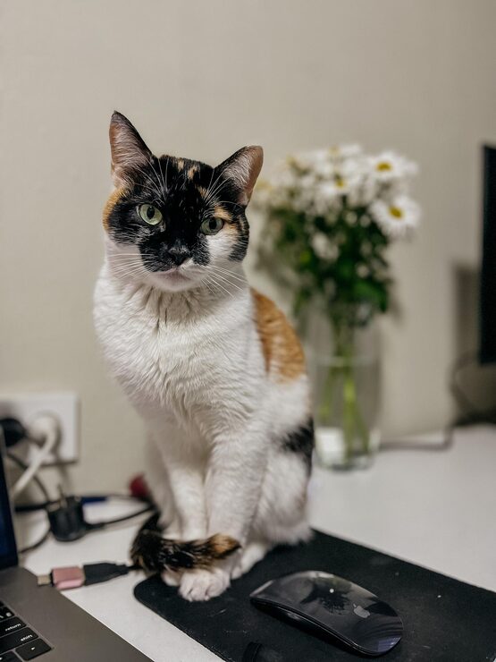 cat sitting with desk flower