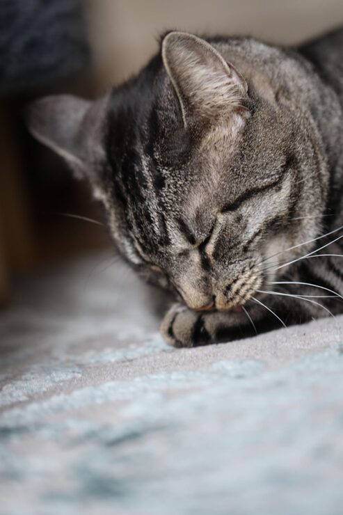 cat sleeping on the rug