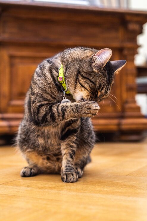 cat standing on the floor