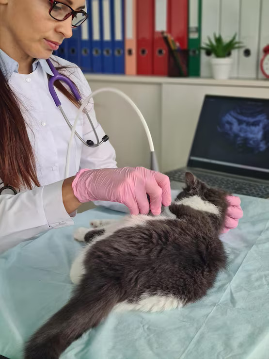 cat undergoes ultrasound